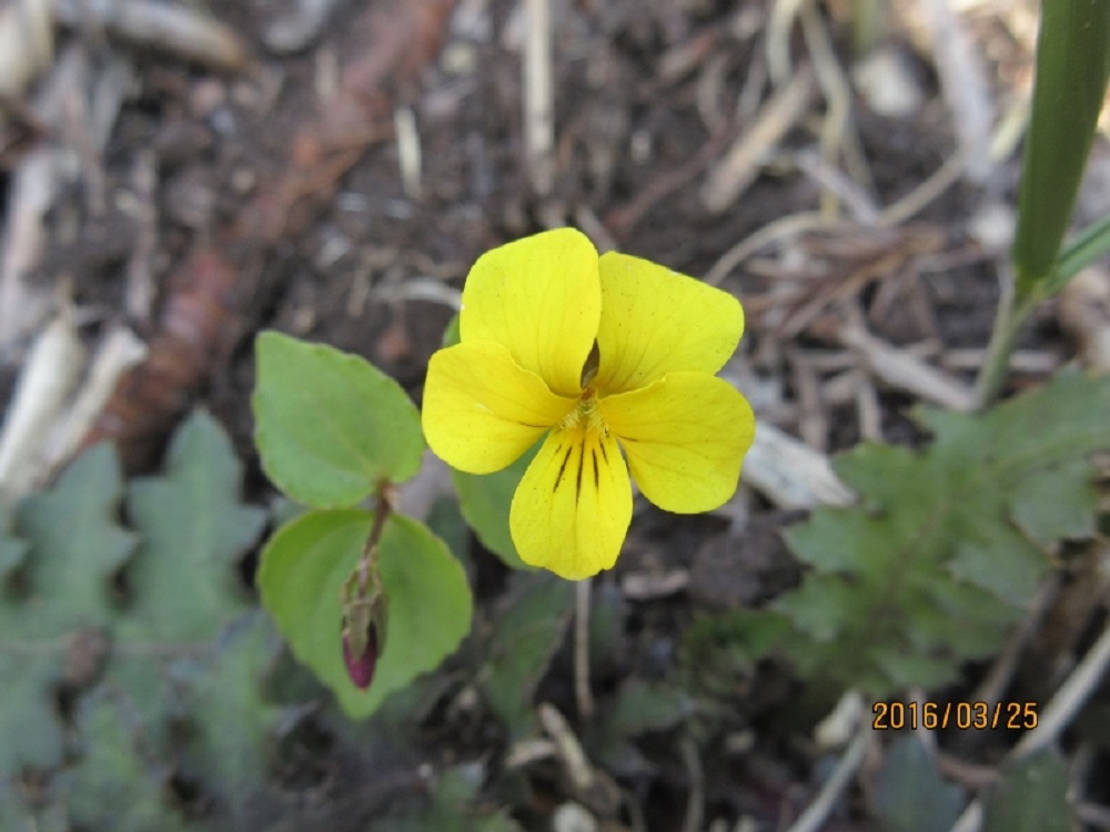 IMG_3377 (800x600).jpg