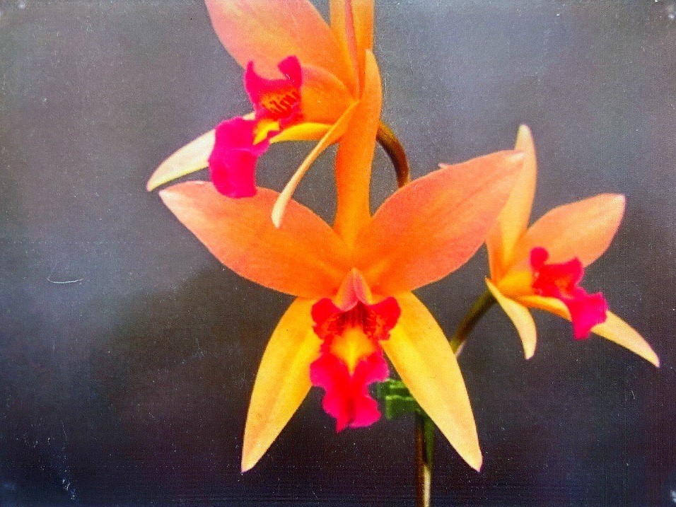 �y�̌��z�m�����̐A���ւ��Ɗ�����