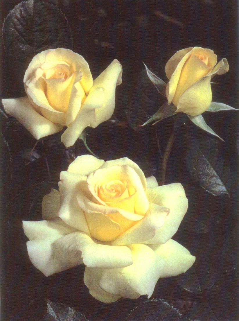 �y�̌��z��v�ȃo���̈�ĕ�