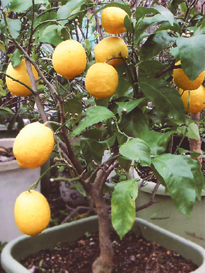 ���ň�Ă郌����(6/13)