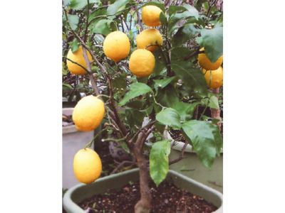 ���ň�Ă郌�����@�@