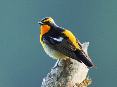 �É��o�[�h�E�H�b�`���O